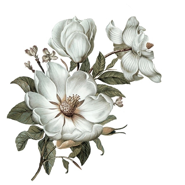 Wandtattoo - Klassische Magnolie / Recht