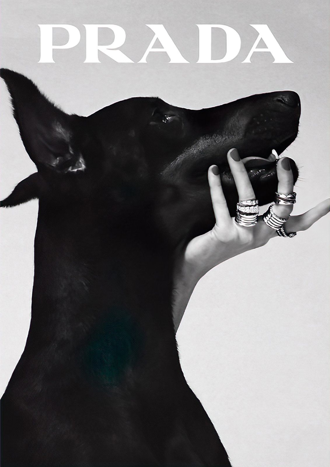 Prada Hund Poster