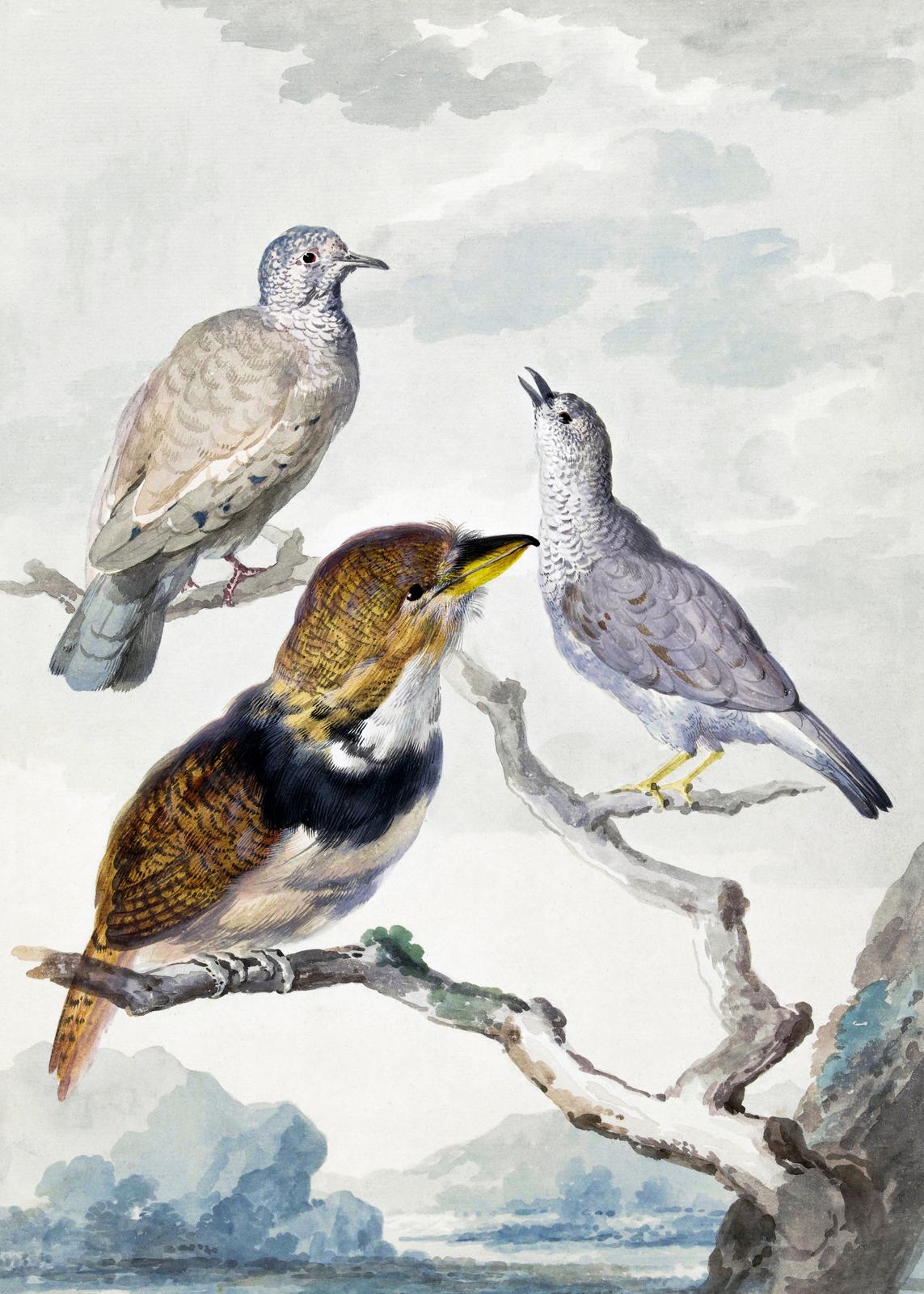 Poster - Vögel von Aert Schouman